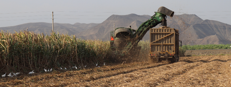 CONTINUAMOS CON LA COSECHA EN VERDE EN NUESTROS CAMPOS DE CA A DE 